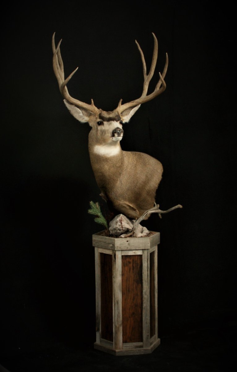 Mule Deer Pedestal
