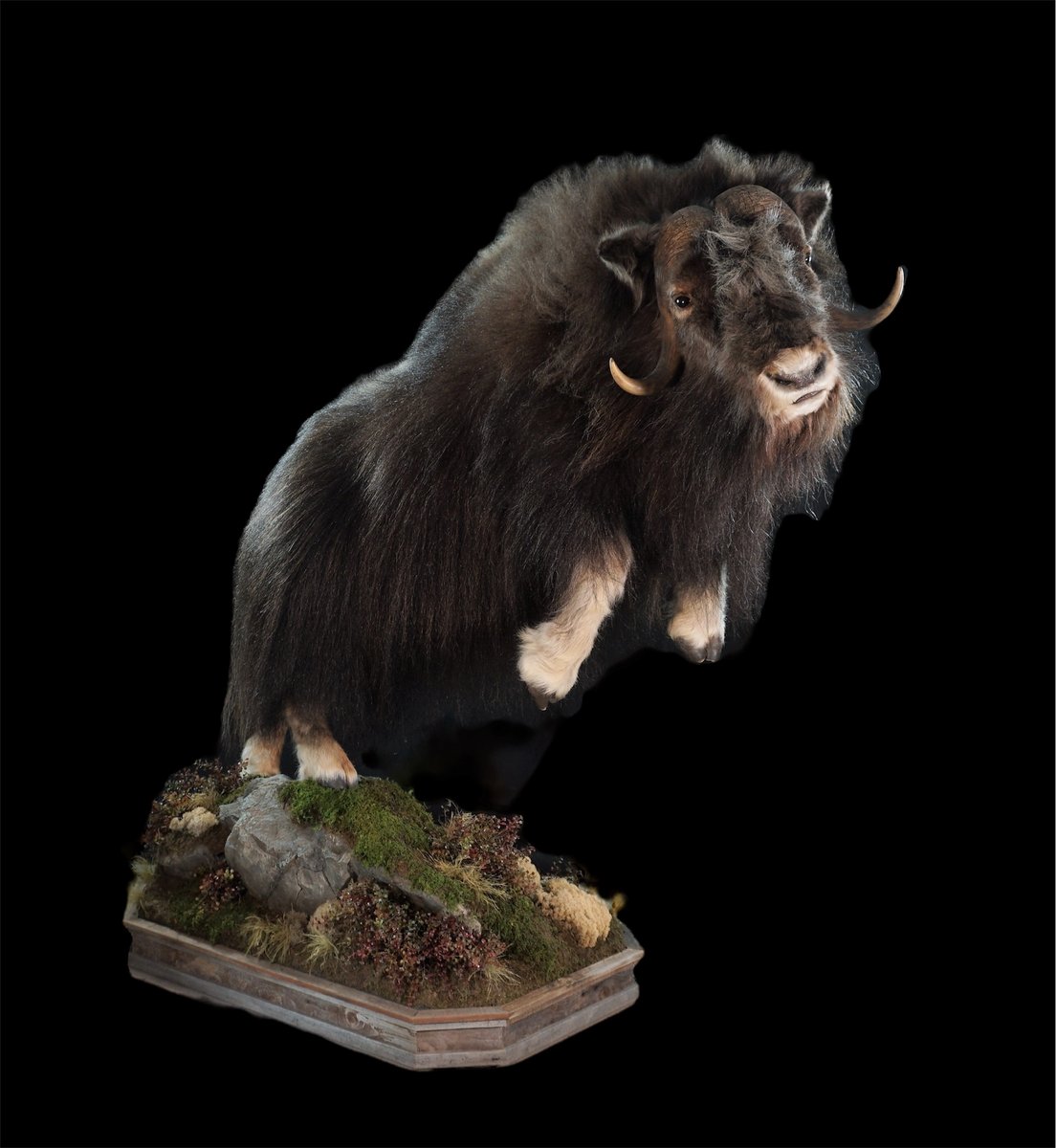 Life Size Muskox