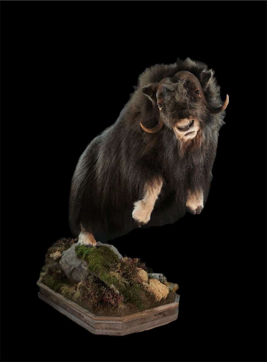 Life Size Muskox