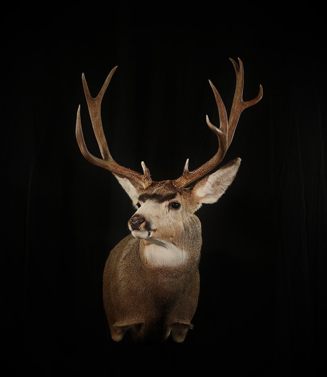 Mule Deer Shoulder Mount