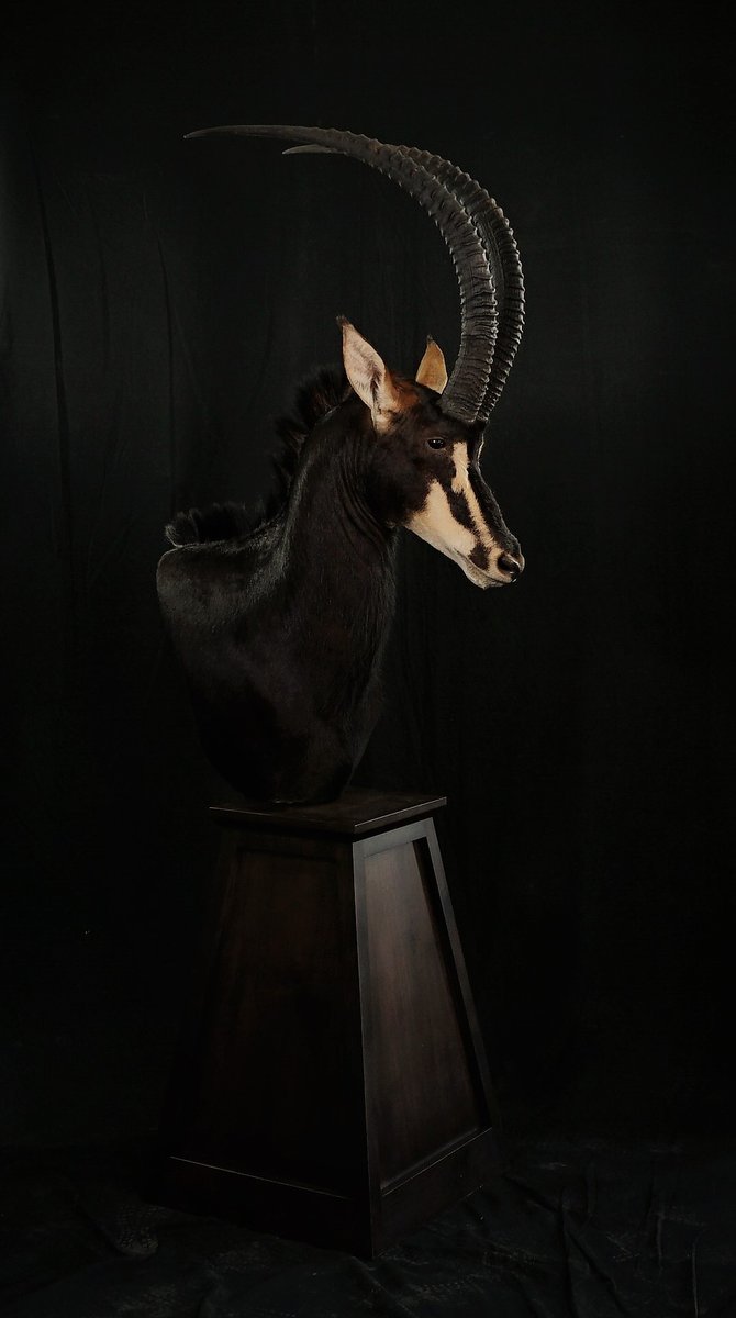 Sable Pedestal