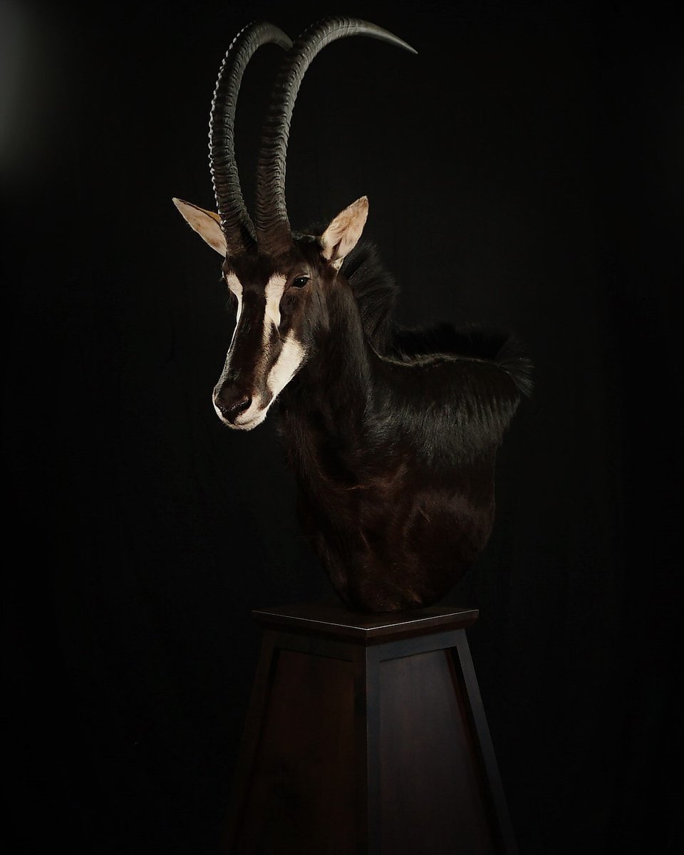Sable Pedestal