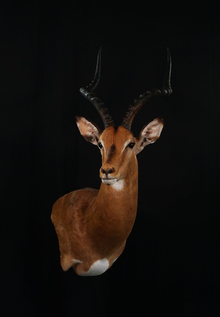 Impala Wall Pedestal