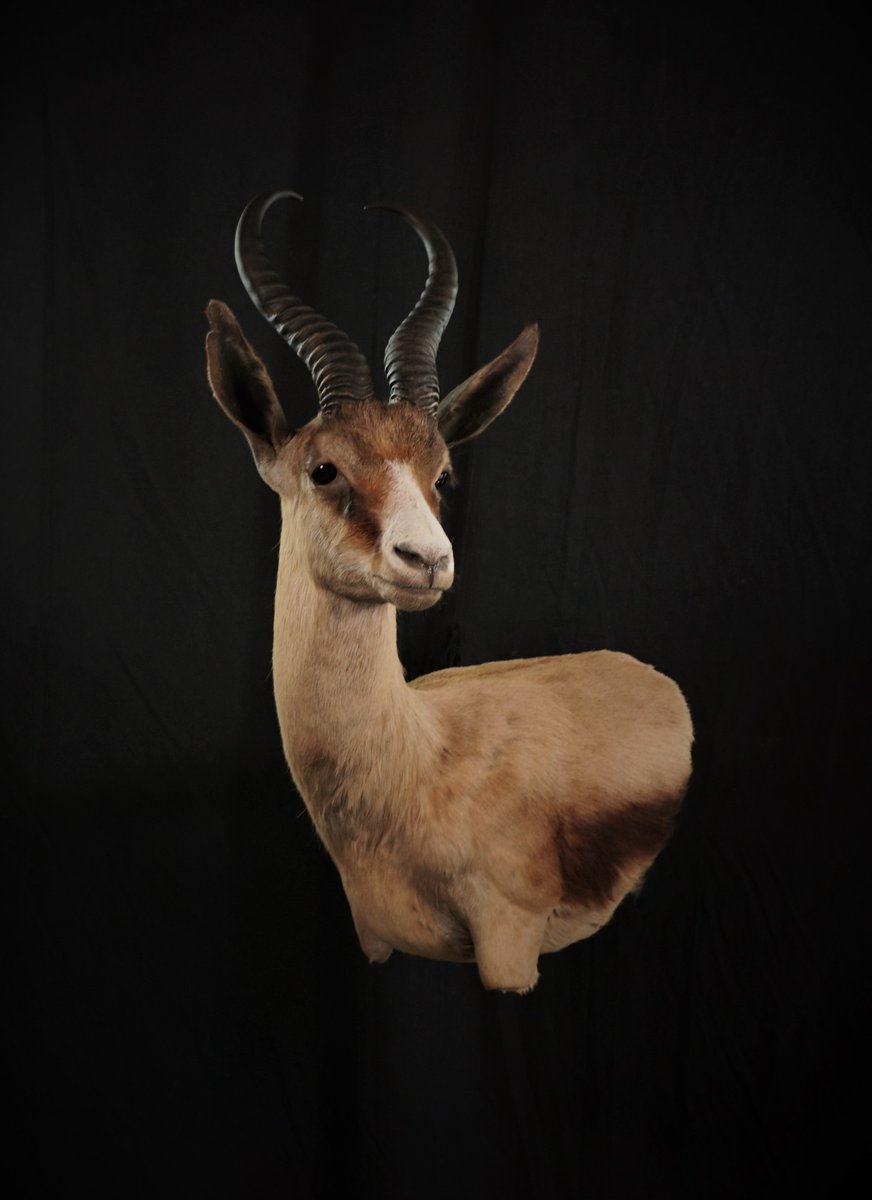 copper Springbok Wall Pedestal