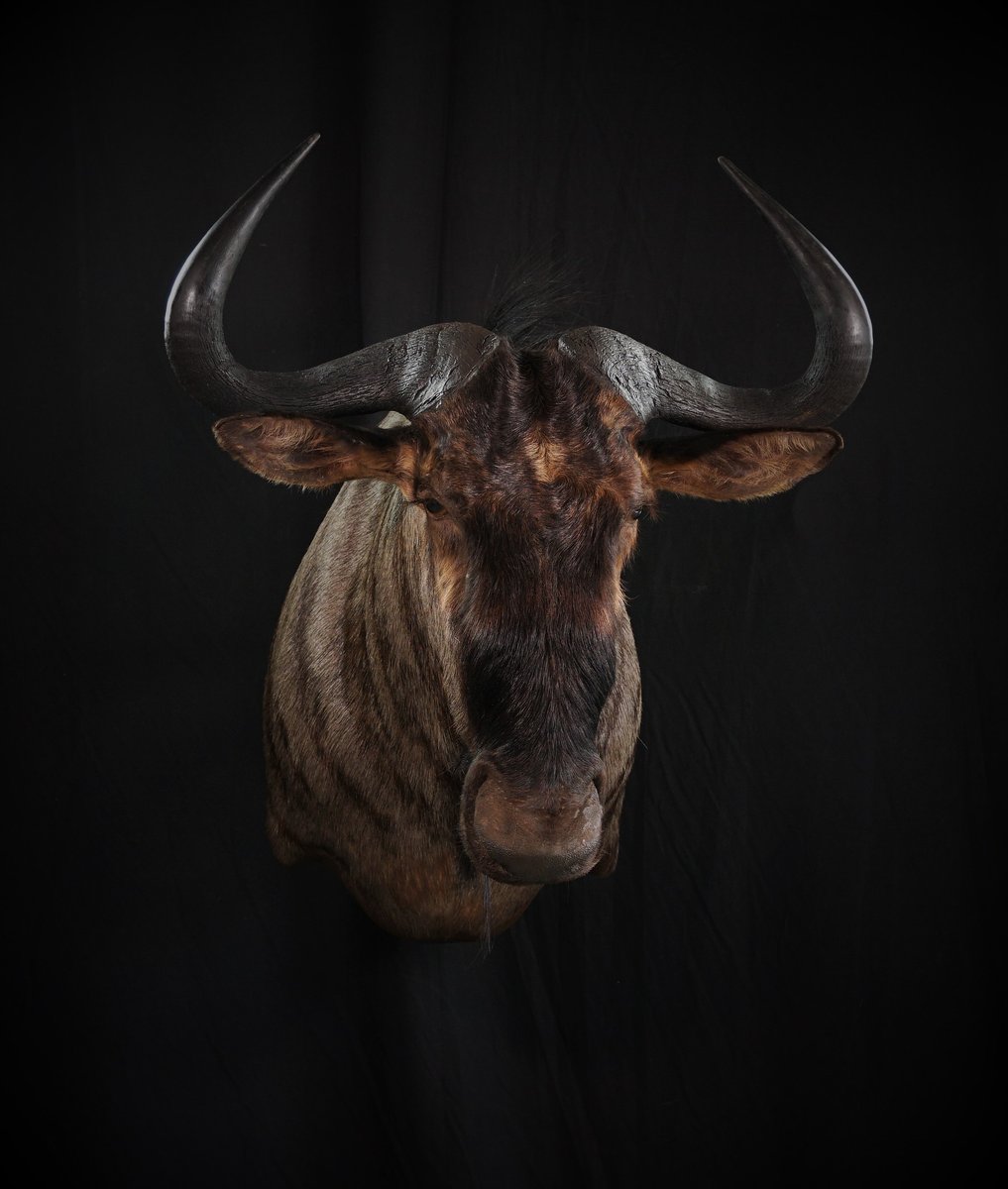 Blue Wildebeest Shoulder Mount