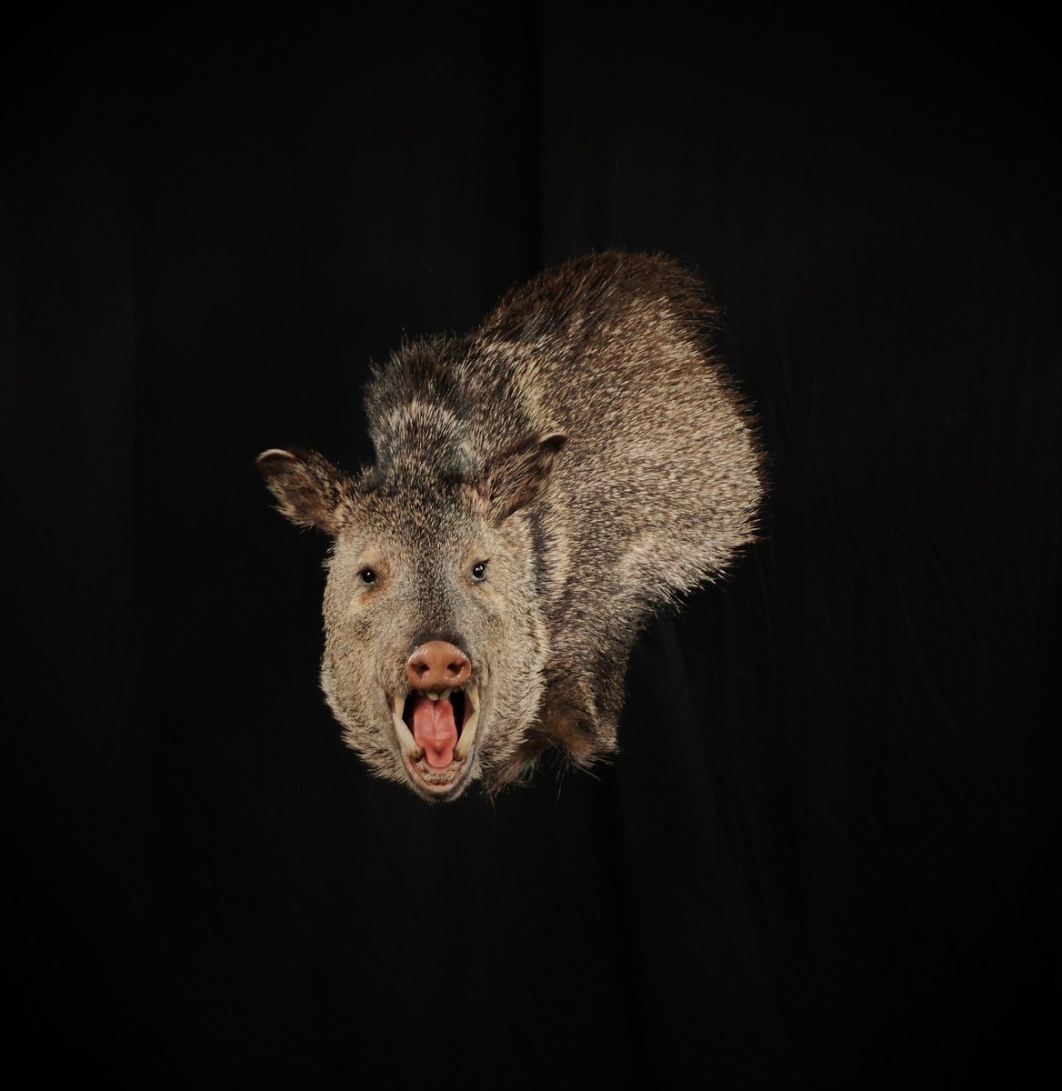 javelina
