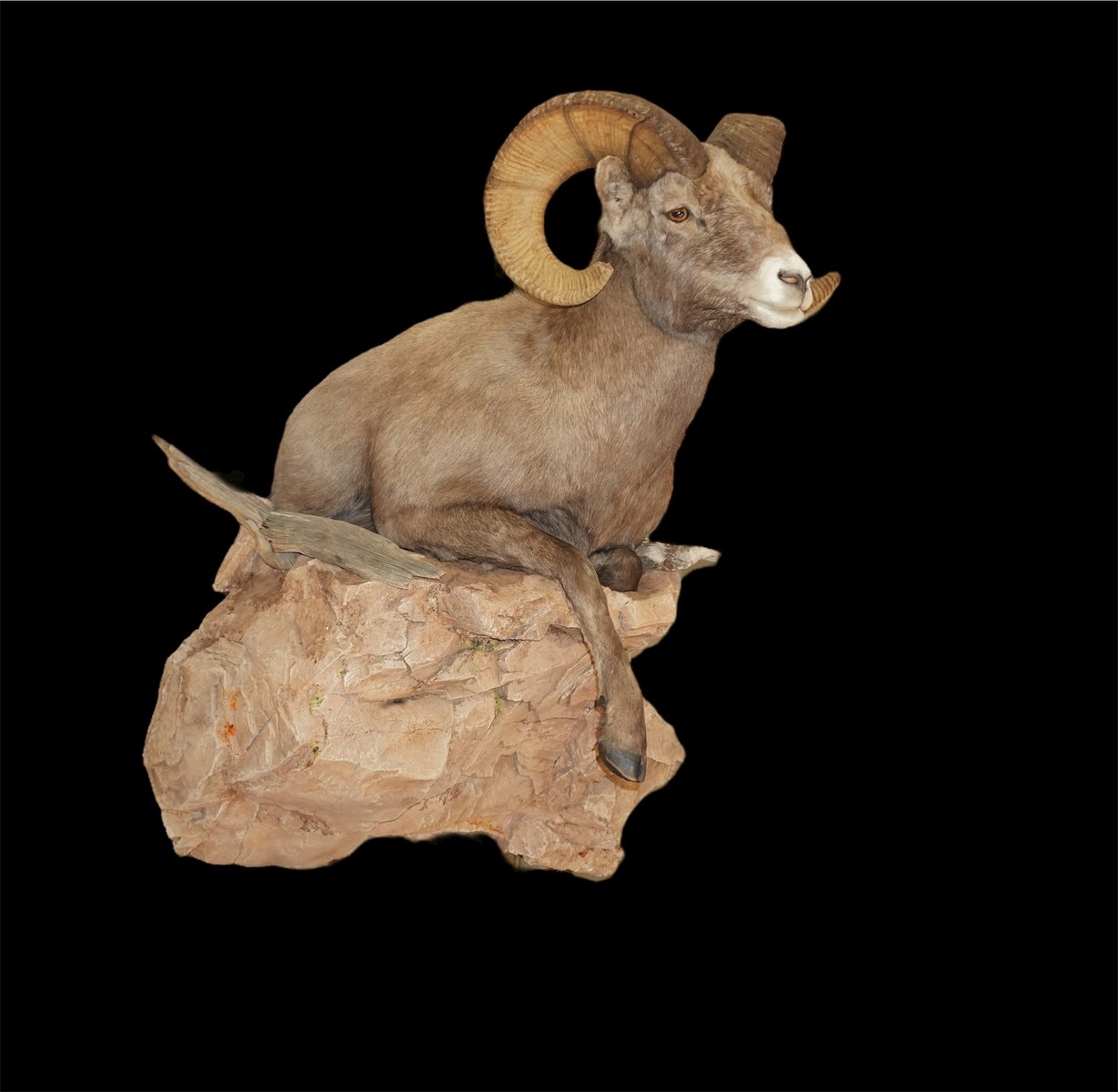 Sheep 1/2 Life Size