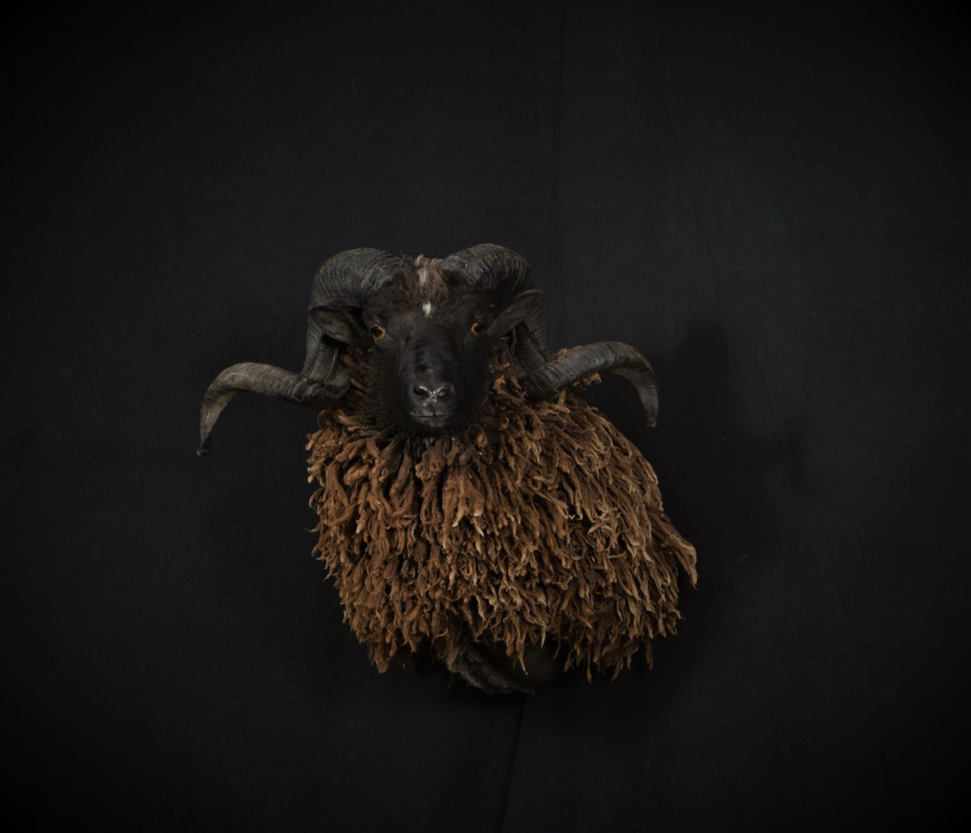 Arapawa Sheep