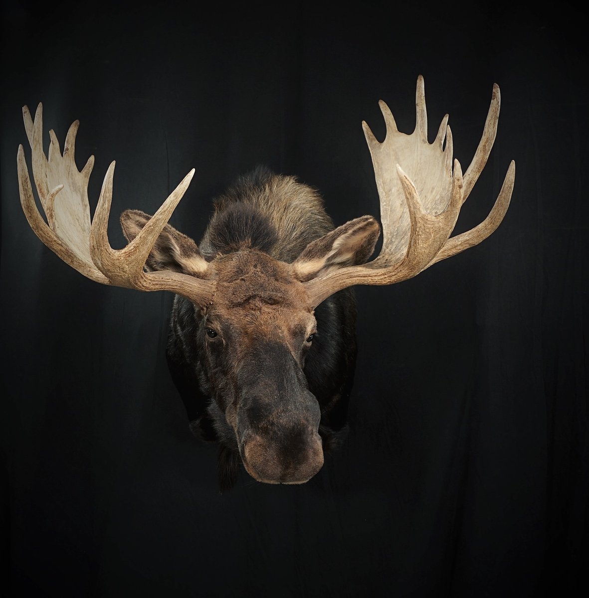 Moose Shoulder Mount