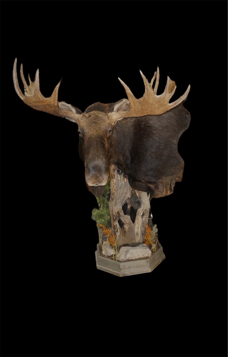 Moose Pedestal