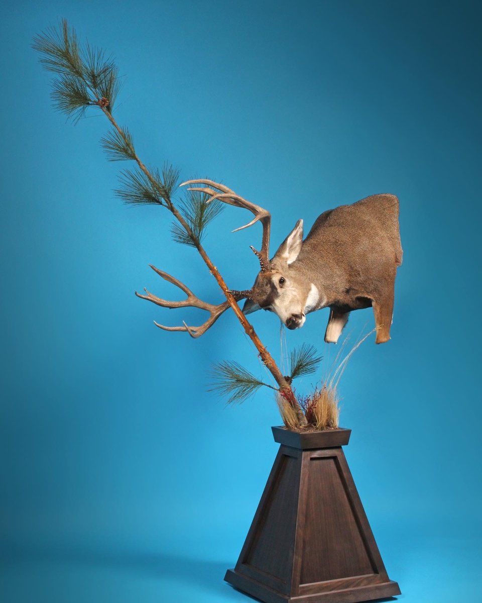 Mule Deer Pedestal