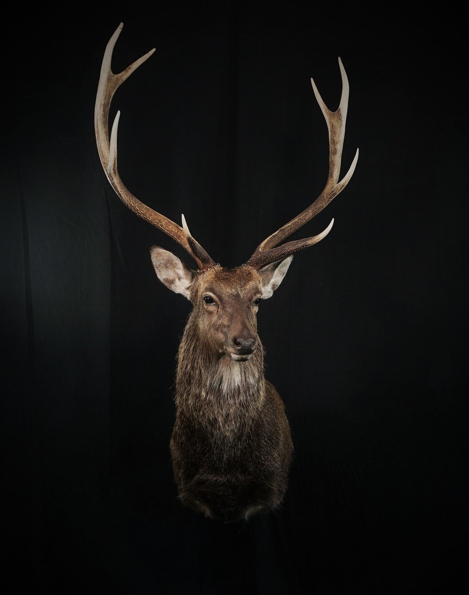 Sika Deer