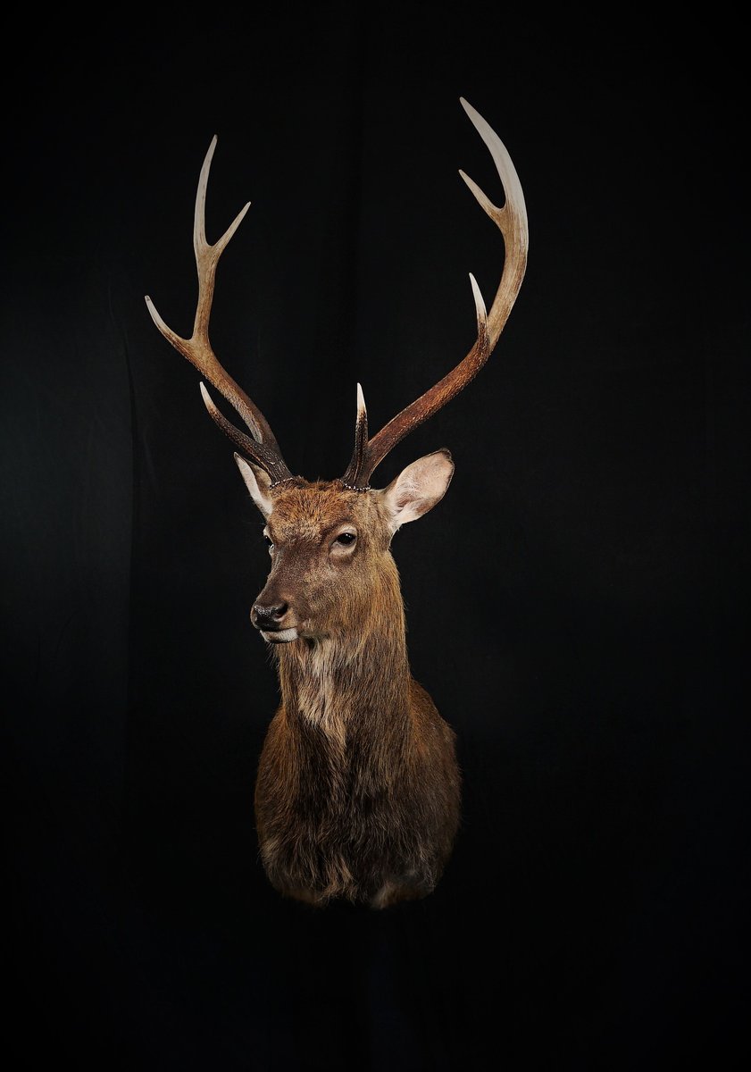 Sika Deer