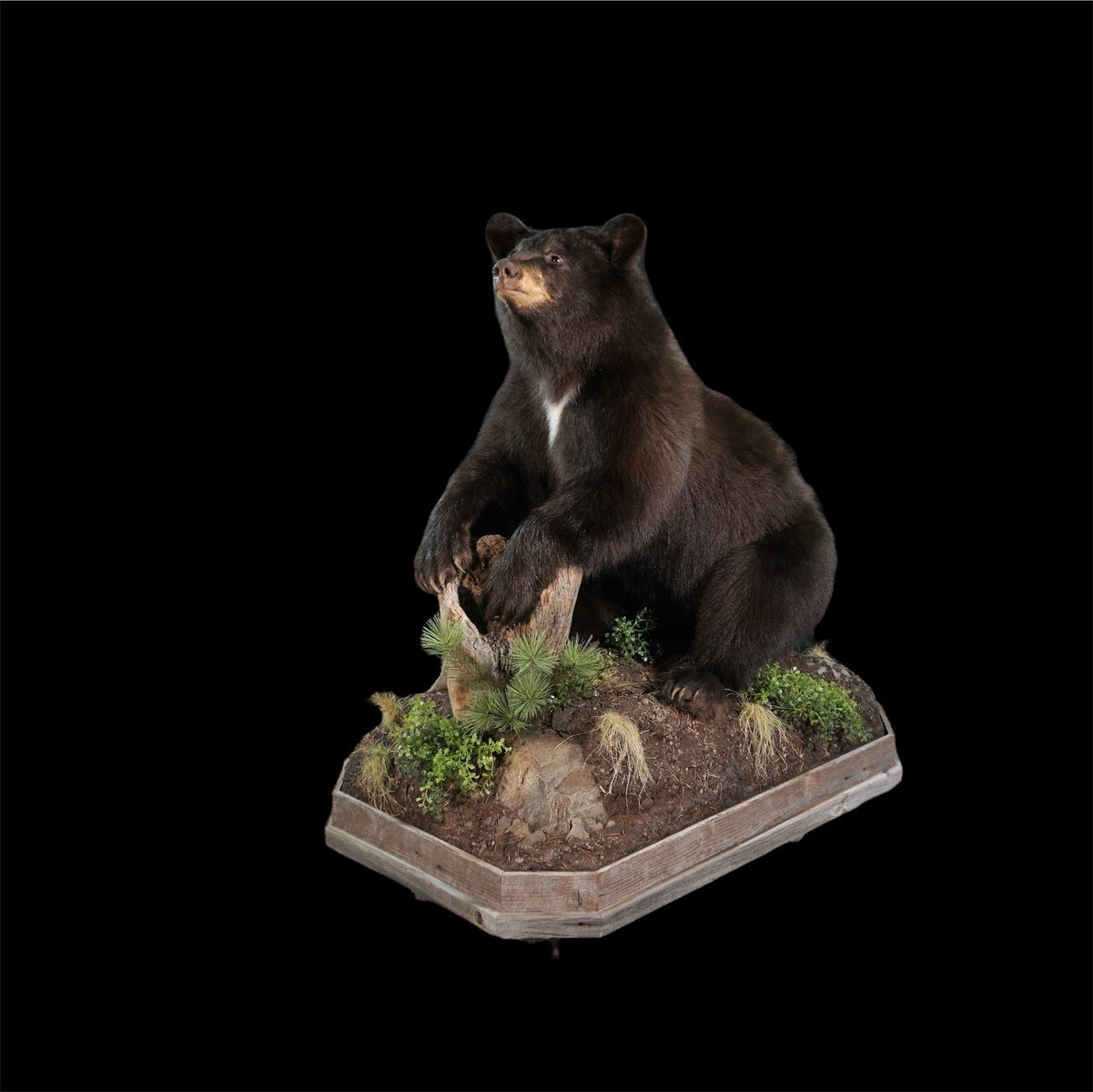 Black Bear Sitting 2
