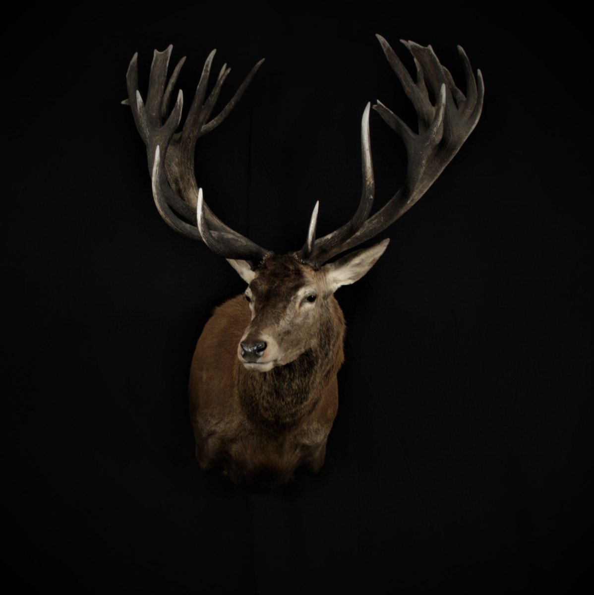 Red Stag Shoulder Mount