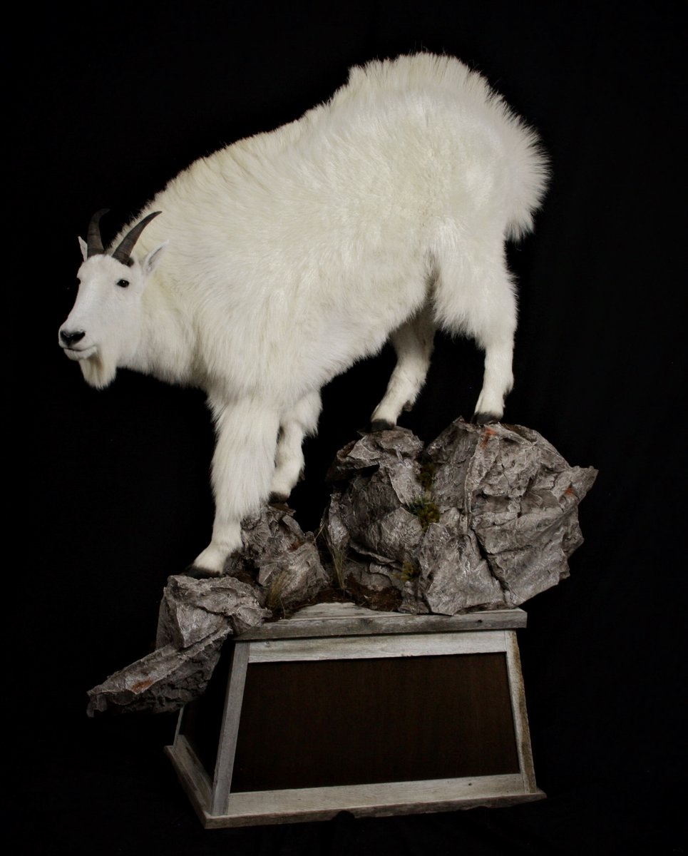 Mountain Goat Life Size