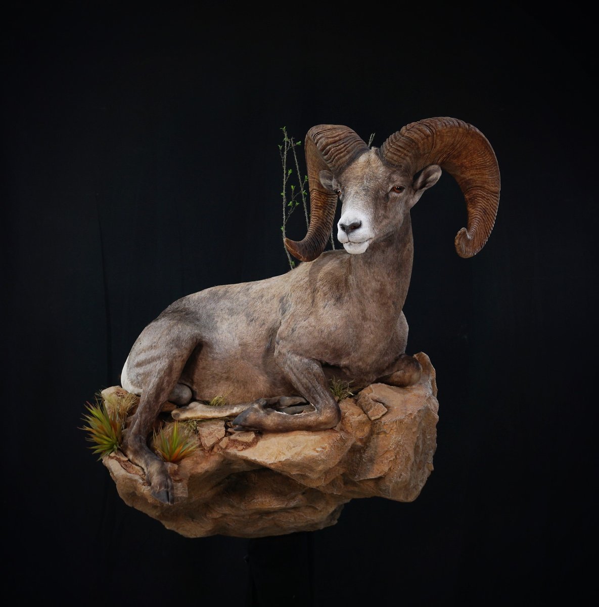 Life Size Desert Sheep