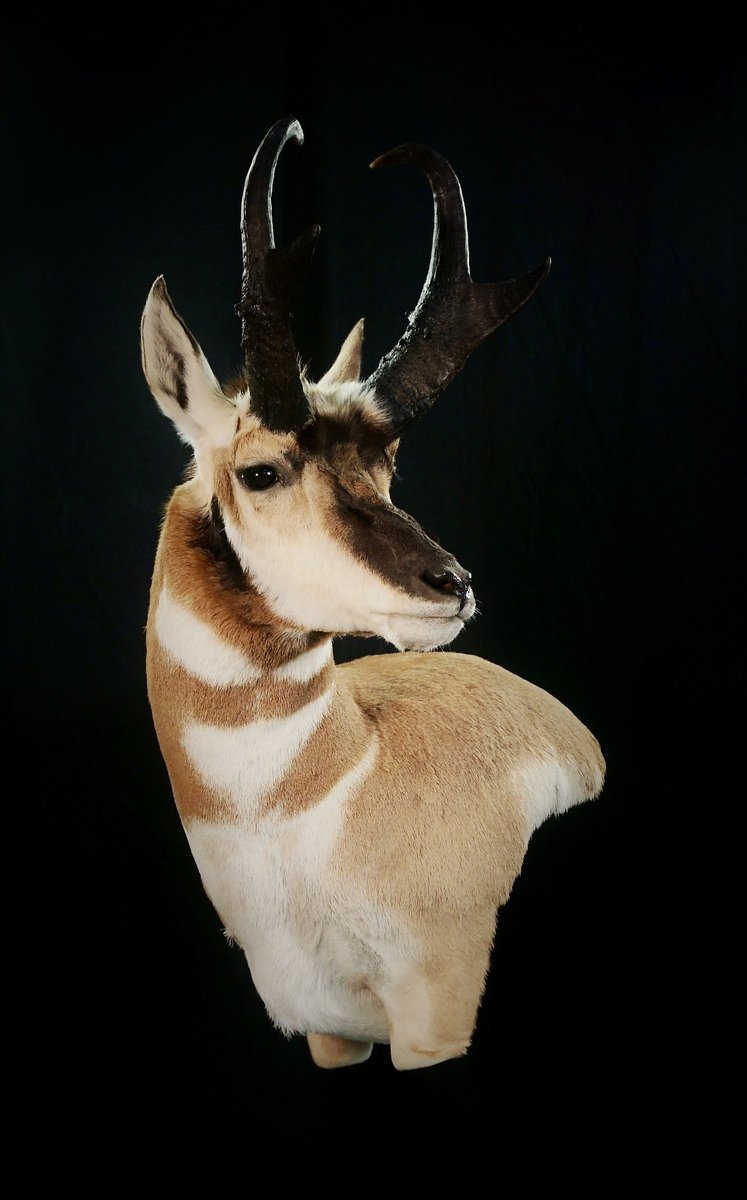 Antelope Wall Pedestal