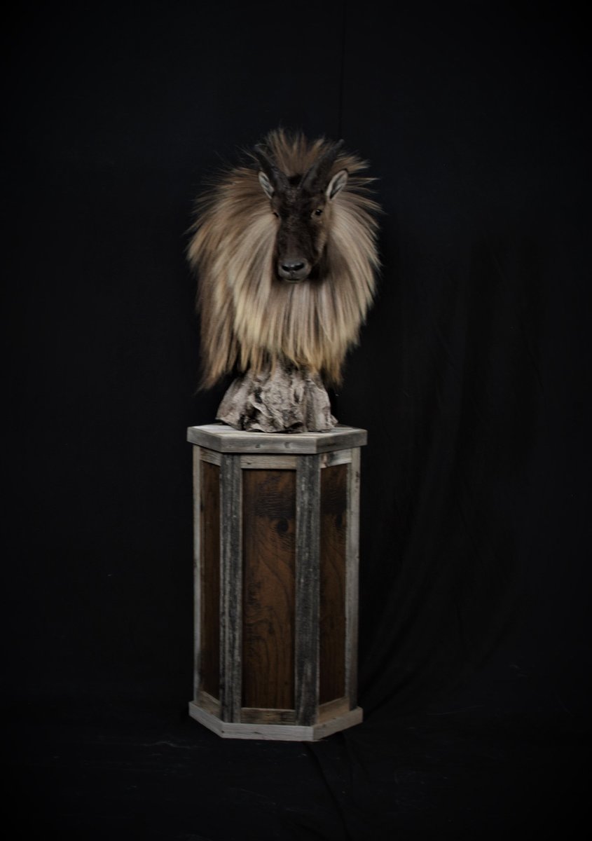 Tahr Pedestal