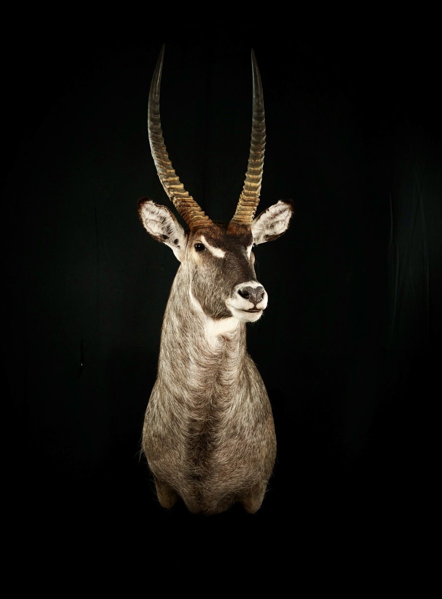 Water buck