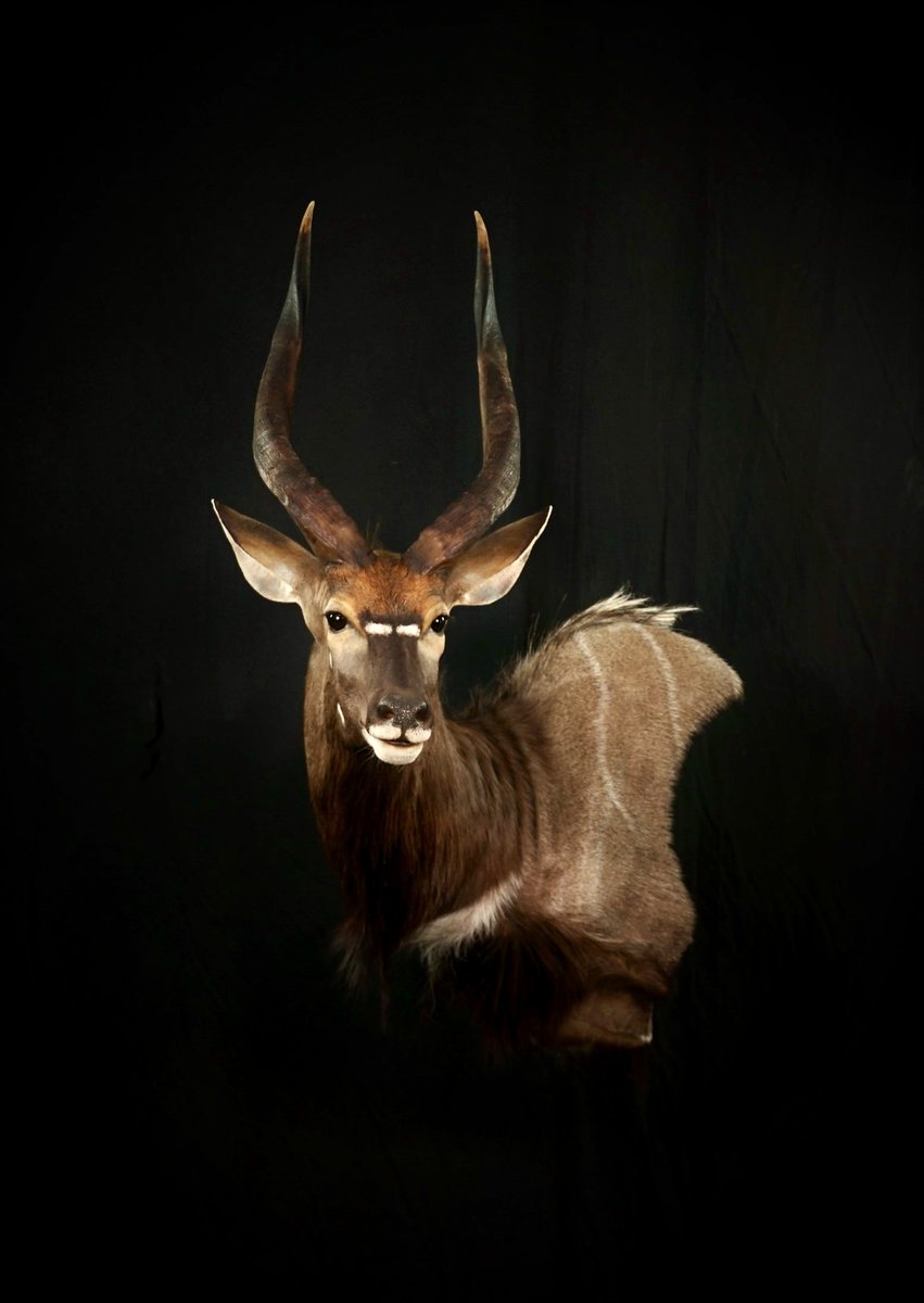 Nyala Wall Pedestal