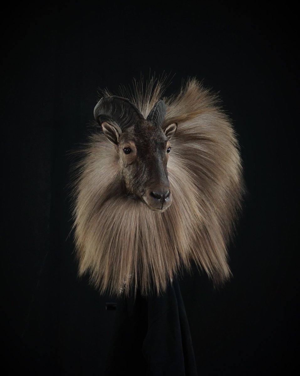 Tahr Wall Pedestal