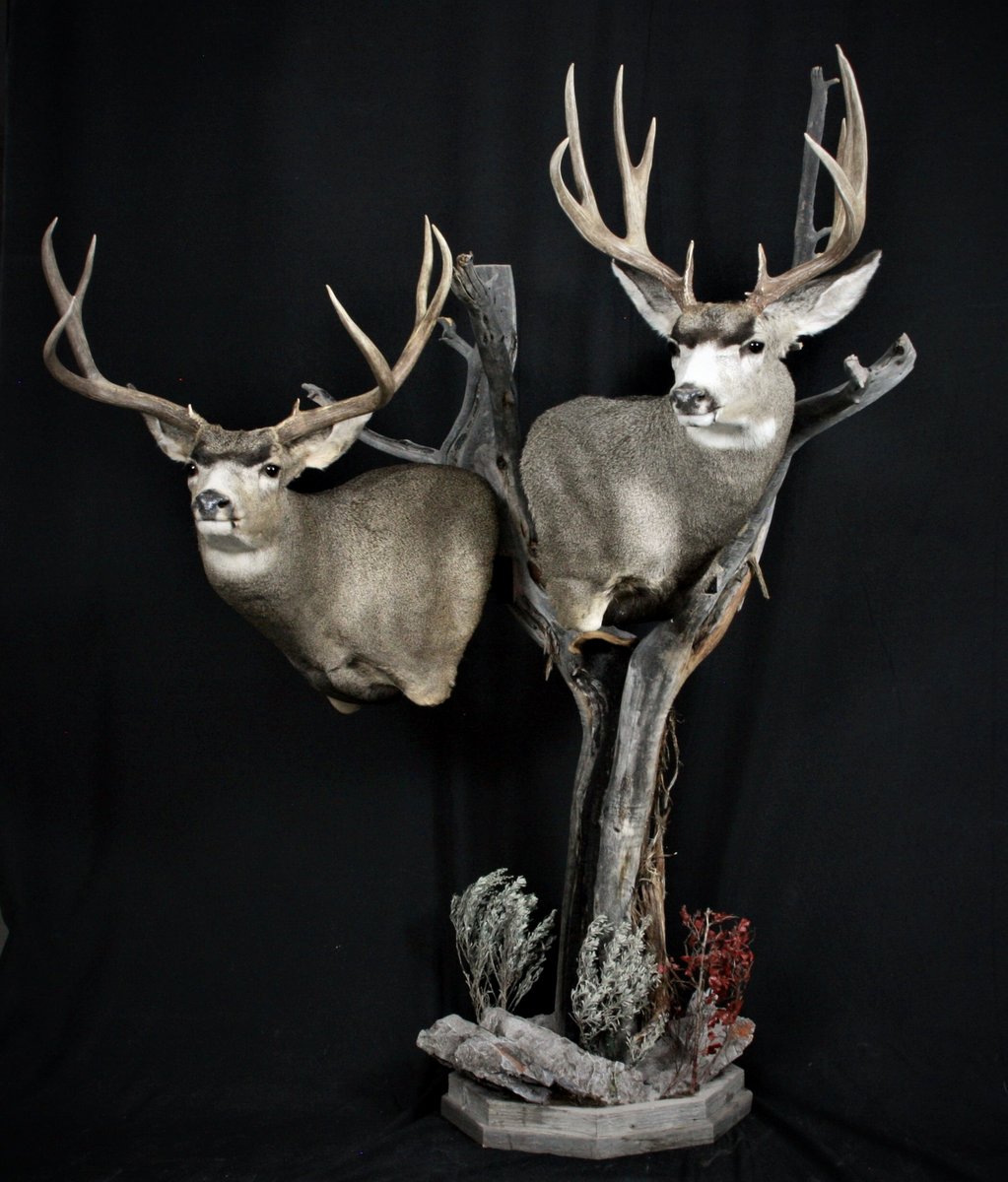 Mule Deer Pedestal