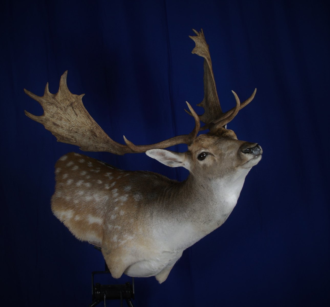 Fallow Deer Wall Pedestal
