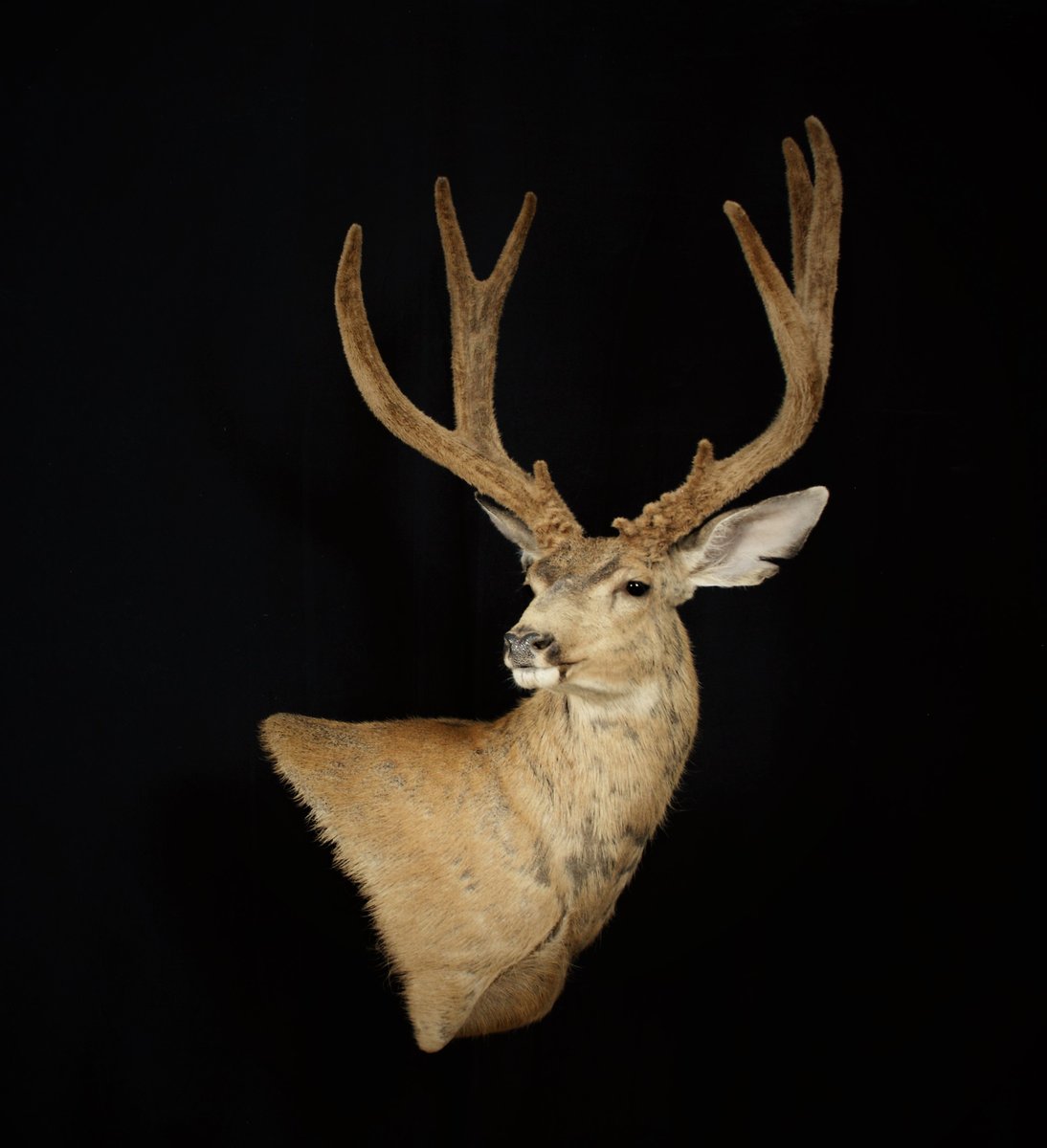 Mule Deer Wall Pedestal