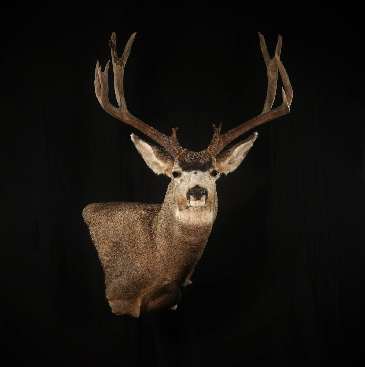 Mule Deer Wall Pedestal