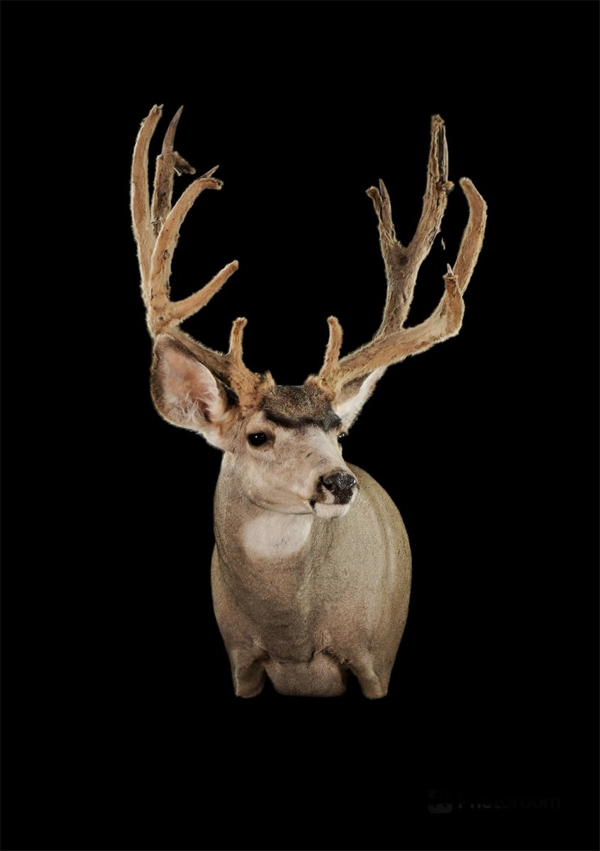 Mule Deer Shoulder Mount