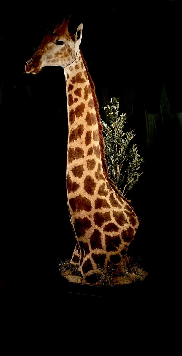 Giraffe Pedestal