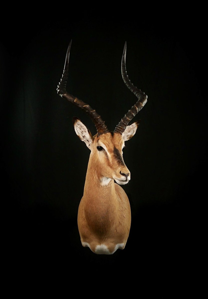 Impala Shoulder Mount