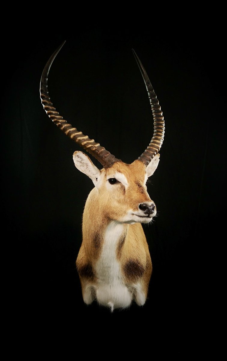 Red Letchwe Shoulder Mount