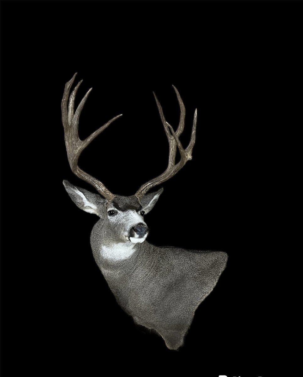 Mule Deer Wall Pedestal