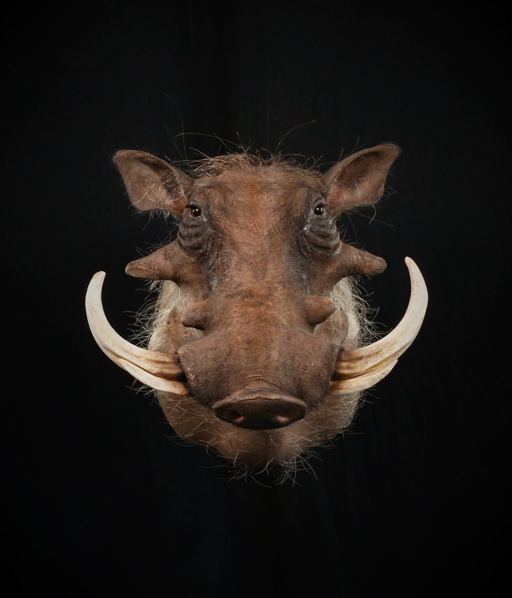 Warthog Shoulder Mount
