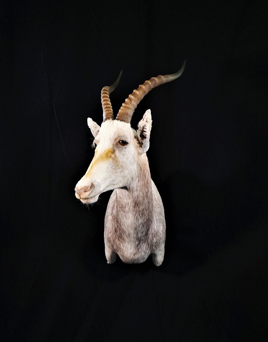 White Blesbok