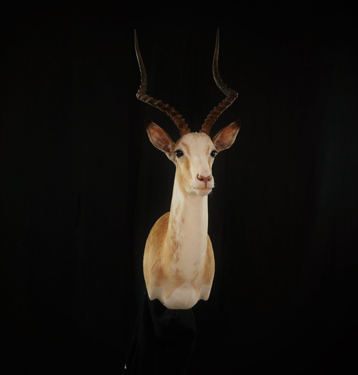 White Impala Shoulder Mount