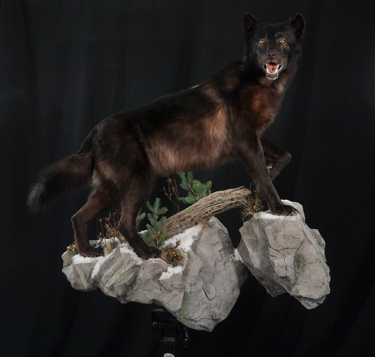 Black Wolf Life Size