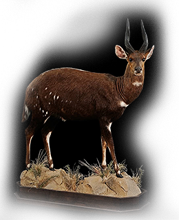 africa animal