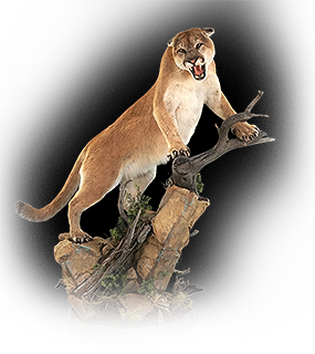 mountain lion