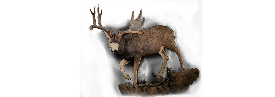 Mule Deer Trial 1