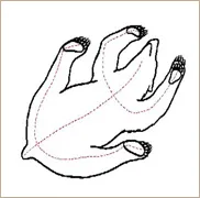 Caping Bear Example