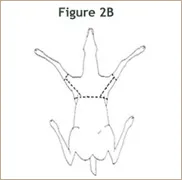 Caping for Shoulder Mount Example 2